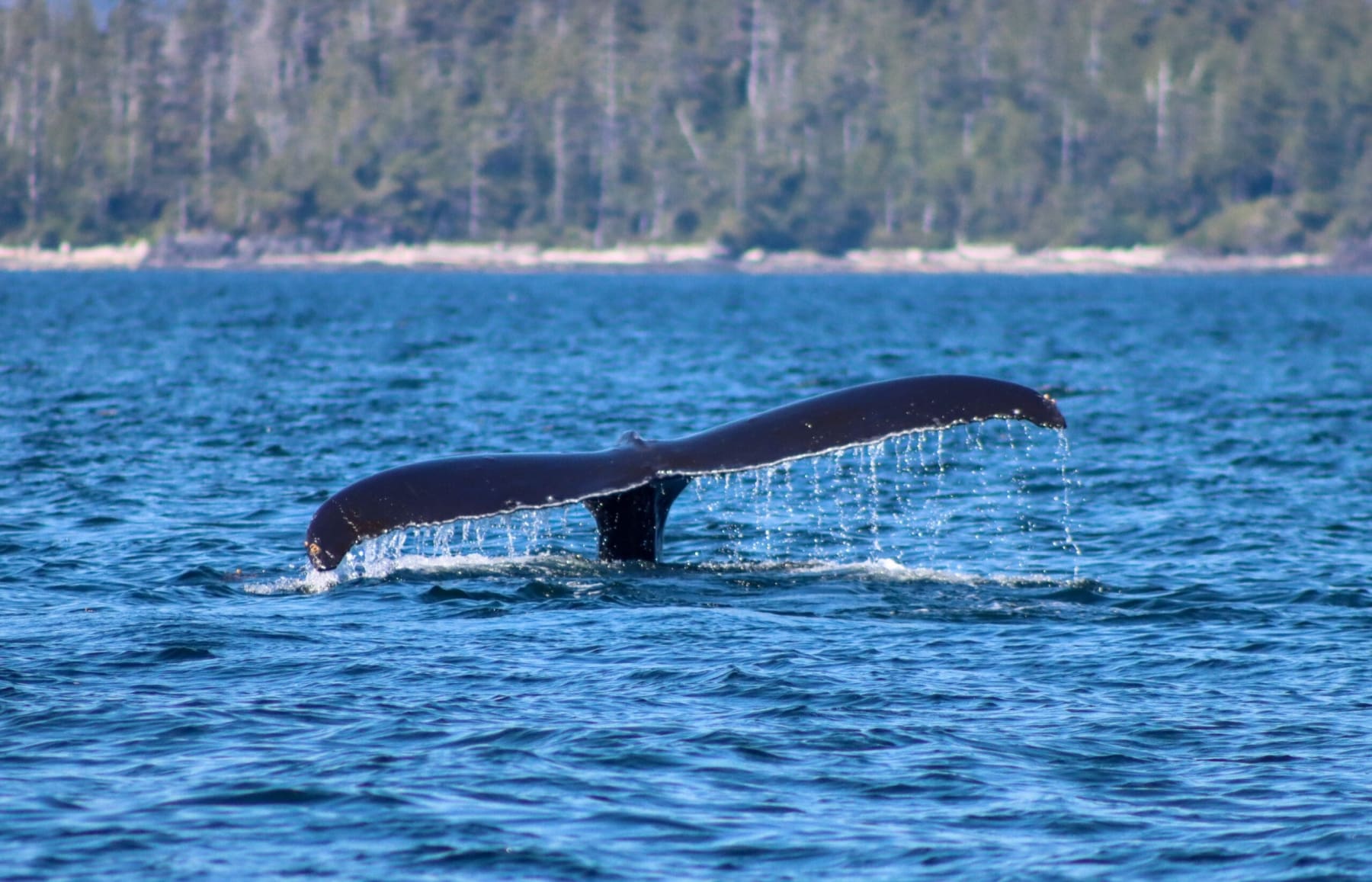 Alaska Ocean Wilderness Expedition